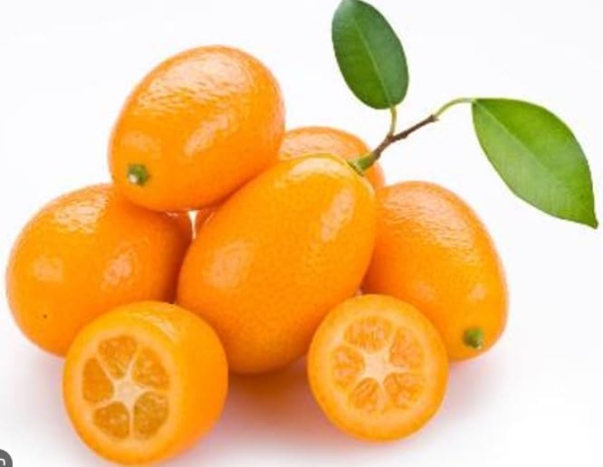 Grafted Kumquat Fruit Tree, Live Plant in Pot, (Grafted Nagami Sour -Semi Dwarf, 5 Gallon 2-3Feet Tall)