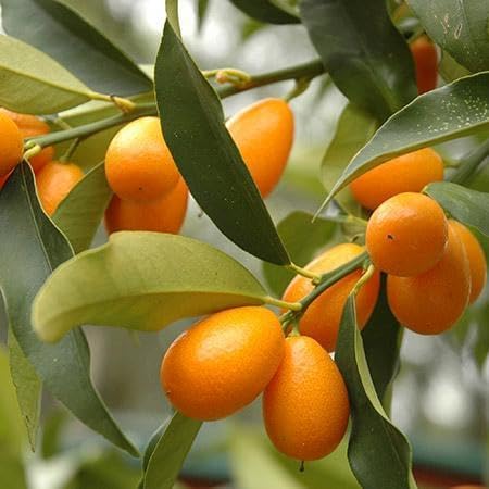 Grafted Kumquat Fruit Tree, Live Plant in Pot, (Grafted Nagami Sour -Semi Dwarf, 5 Gallon 2-3Feet Tall)
