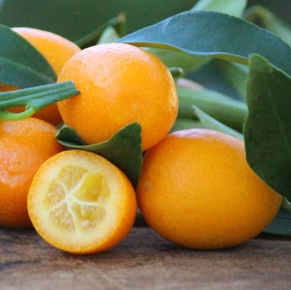 Grafted Kumquat Fruit Tree, Live Plant in Pot, (Grafted Nagami Sour -Semi Dwarf, 5 Gallon 2-3Feet Tall)