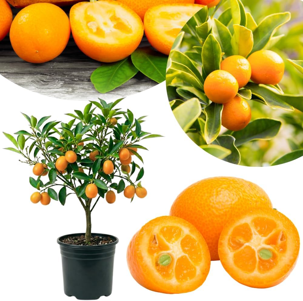 Sweet Kumquat Tree Live, Sweet Citrus Tree, 1-2 Ft Tall, 1 Gallon Pot
