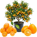 Sweet Kumquat Live Tree, Sweet Citrus Tree, 1-2 Ft Tall, 1 Gallon Pot
