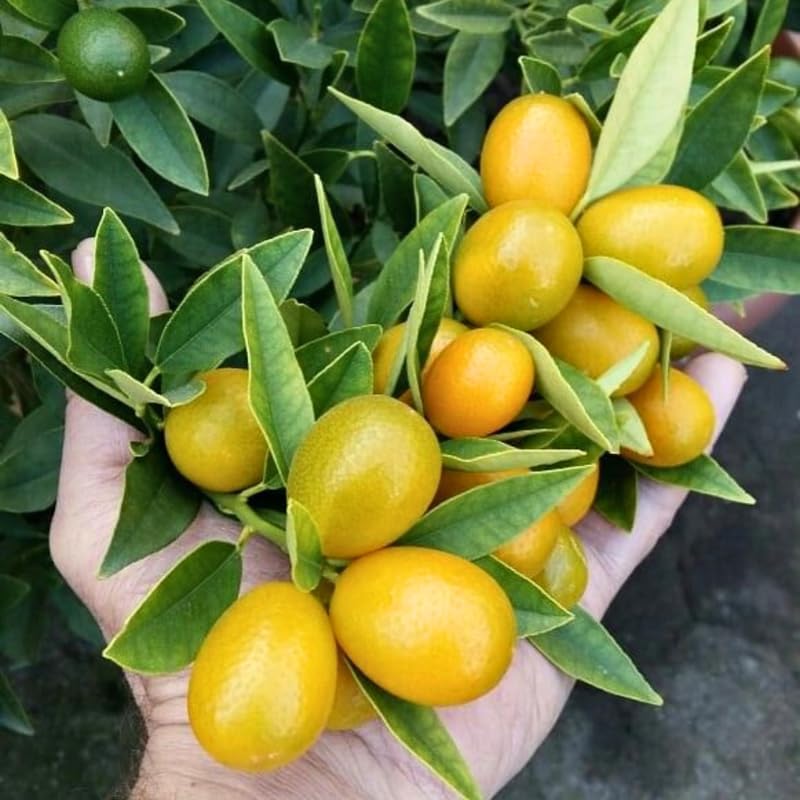 Meiwa Kumquat Tree Live Plants 1 Ft Tall Tall | Fresh Sweet Kumquats | Fragrant Citrus Blooms | Versatile Live Fruit Trees for Outdoor or Patio Planting (No Ship to CA, HI, AK)