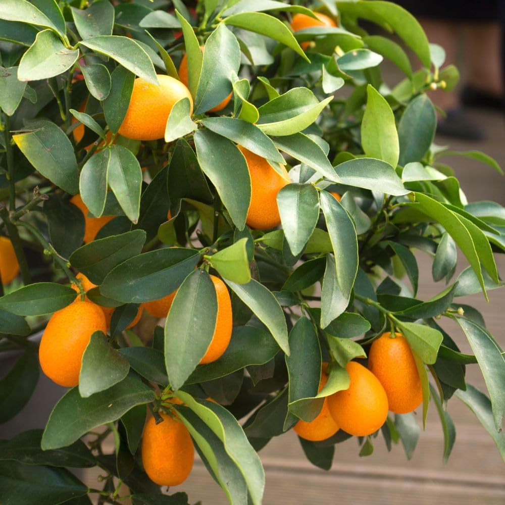 Live Meiwa Kumquat Tree 1 Gallon Pot