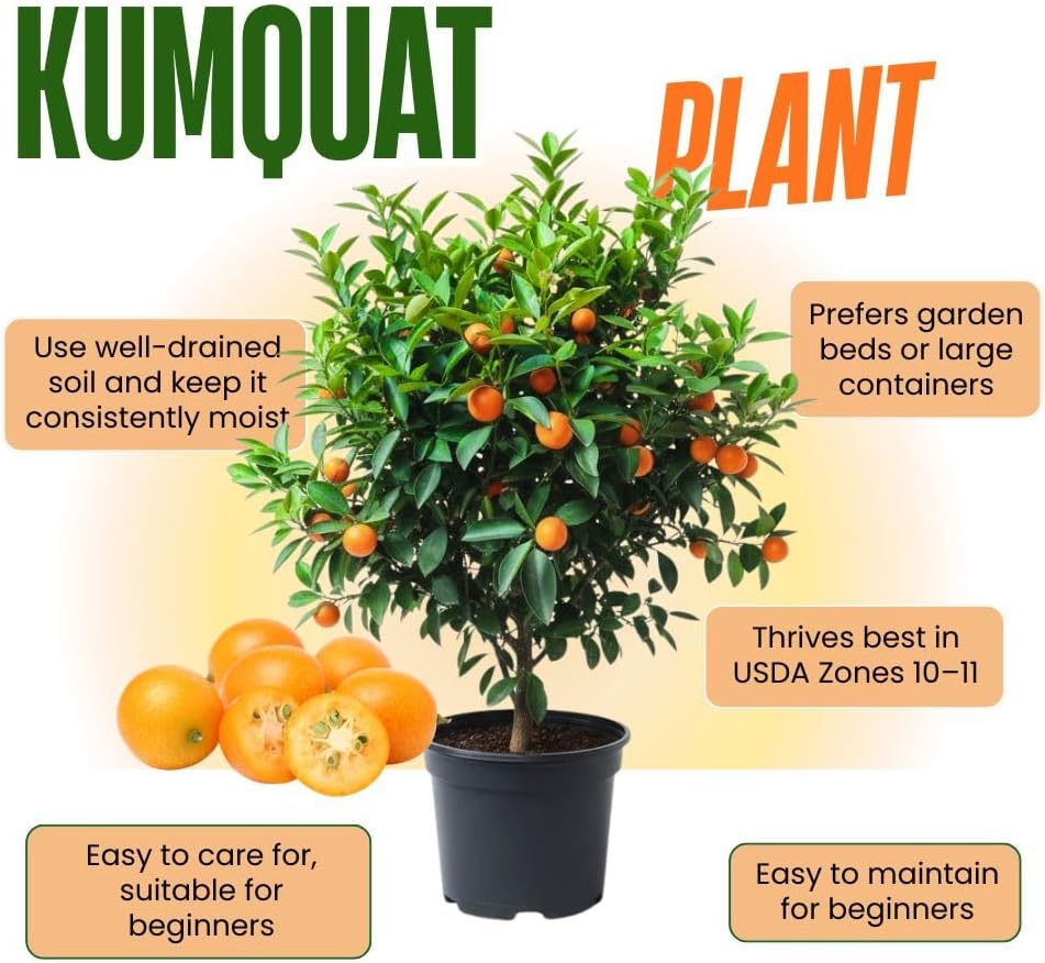 Live Meiwa Kumquat Tree 1 Gallon Pot