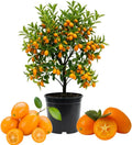 Meiwa Kumquat Tree Live, Ready to Grow, 1-2 Ft Tall, 1 Gallon Pot