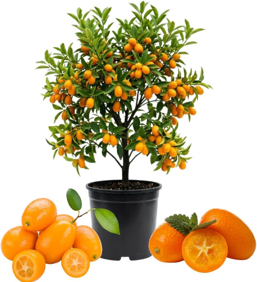 Meiwa Kumquat Tree Live, Ready to Grow, 1-2 Ft Tall, 1 Gallon Pot