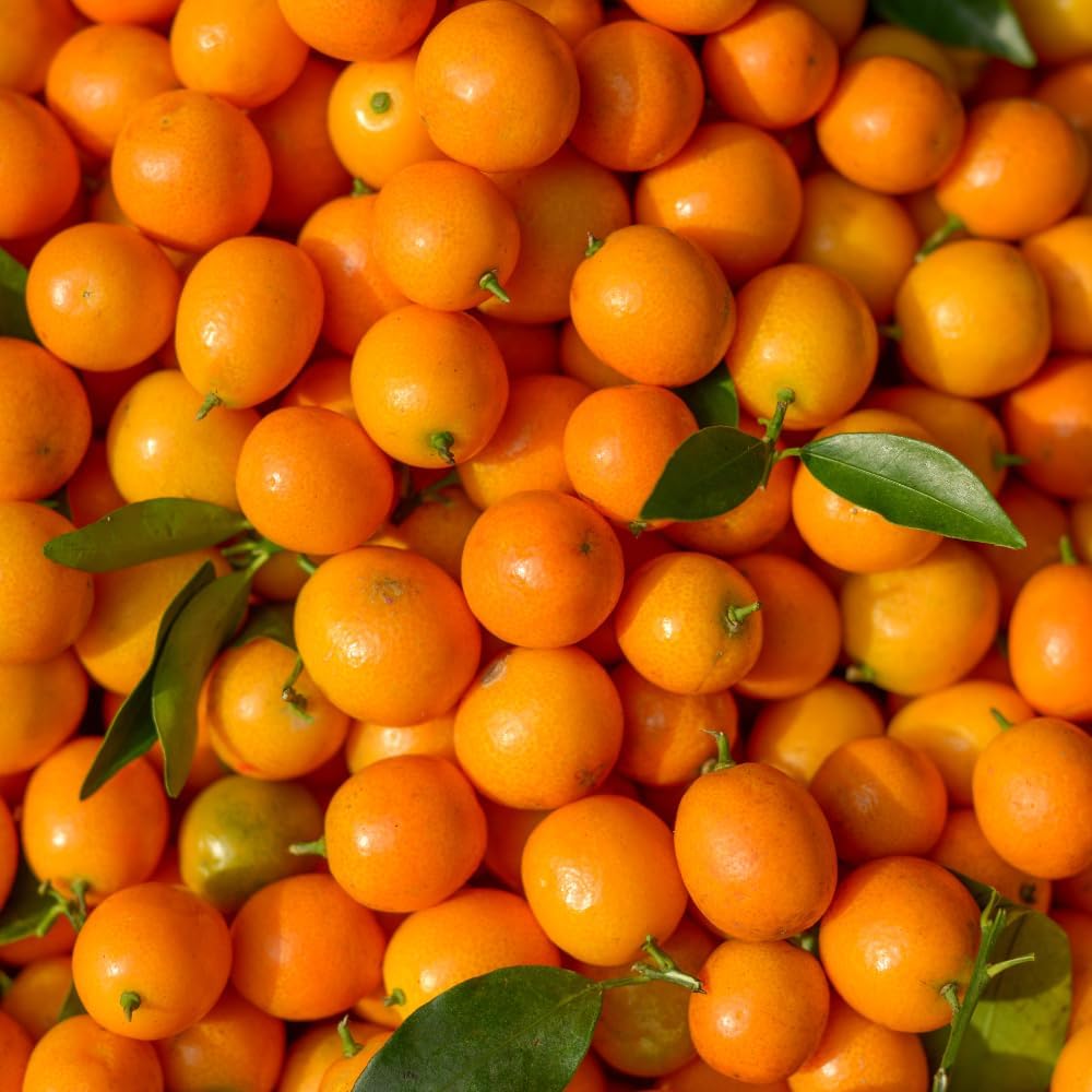 Sweet Kumquat Tree Live, Sweet Citrus Tree, 1-2 Ft Tall, 1 Gallon Pot