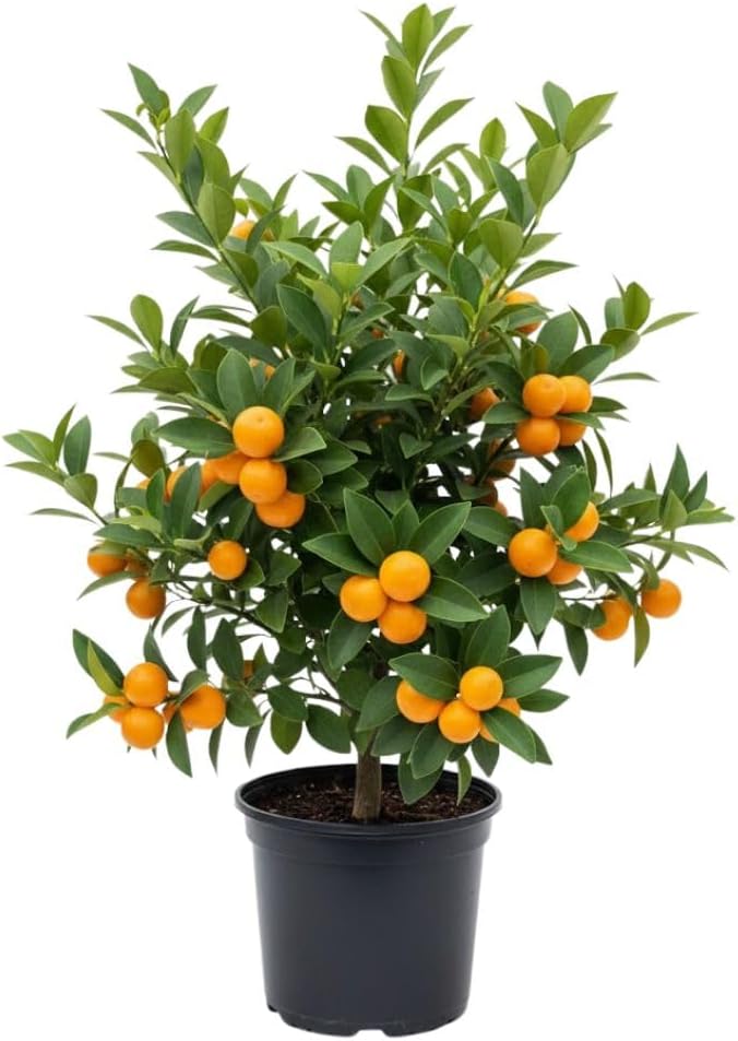 Live Meiwa Kumquat Tree 1 Gallon Pot