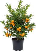 Live Meiwa Kumquat Tree 1 Gallon Pot