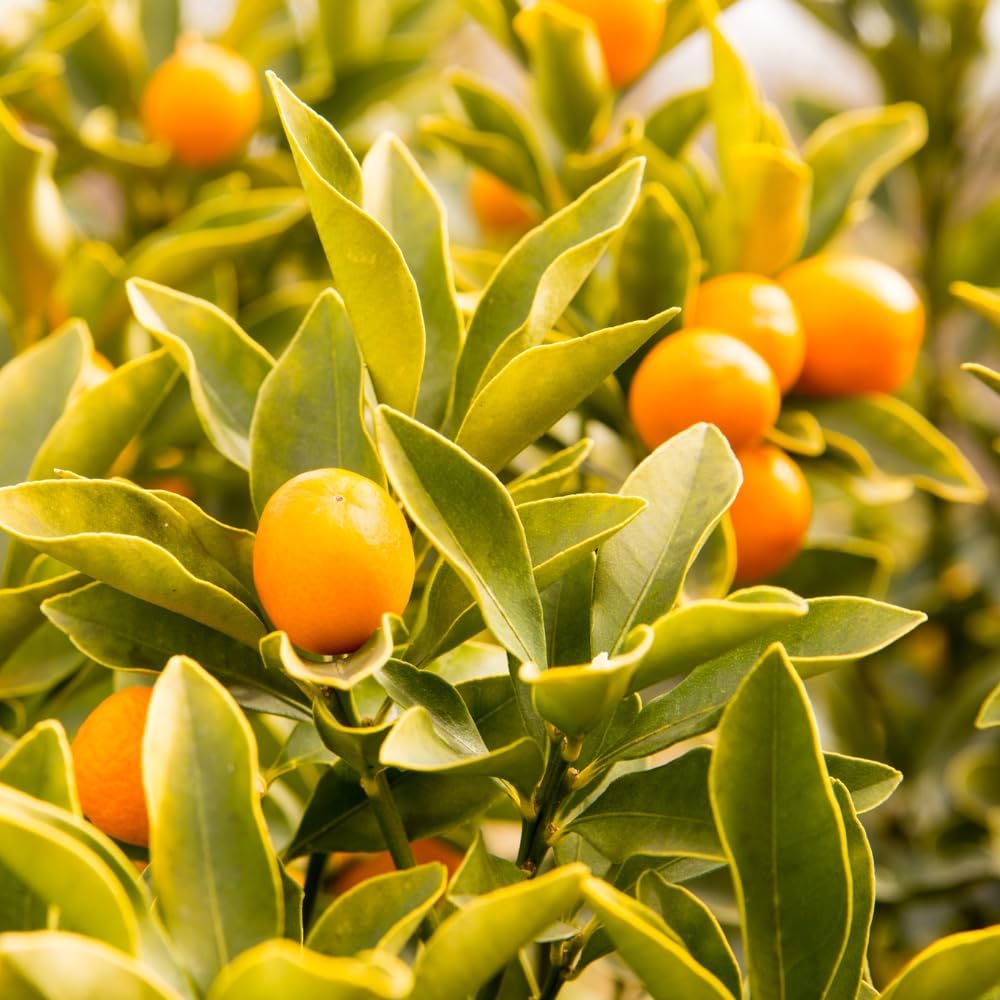 Sweet Kumquat Tree Live, Sweet Citrus Tree, 1-2 Ft Tall, 1 Gallon Pot