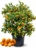 Kumquat Tree, 1-2 Feet Tall