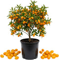 Meiwa Kumquat Tree, Kumquat Fruit Tree, 1-2 Ft Tall, 1 Gallon Pot