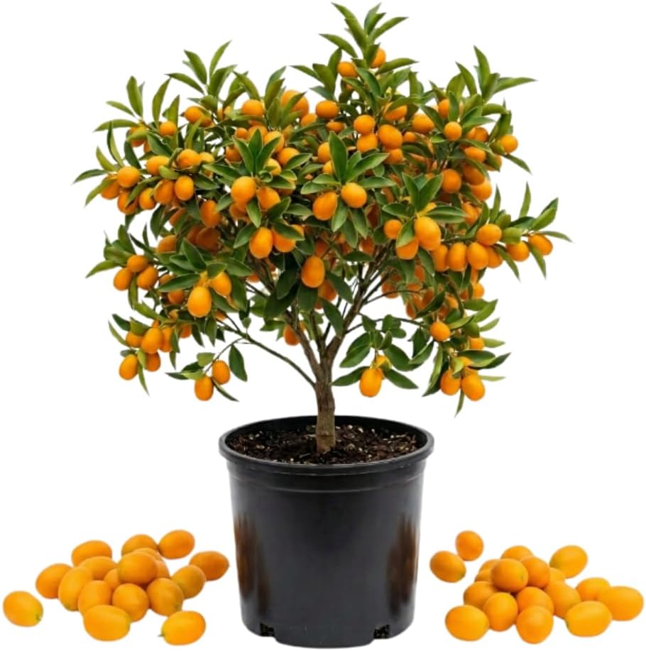 Meiwa Kumquat Tree, Kumquat Fruit Tree, 1-2 Ft Tall, 1 Gallon Pot