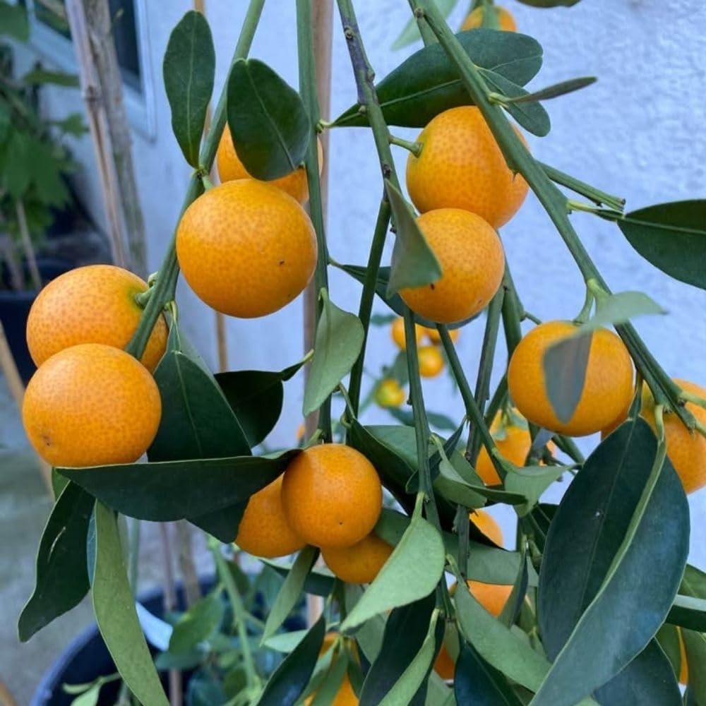 Live Meiwa Kumquat Tree 1 Gallon Pot