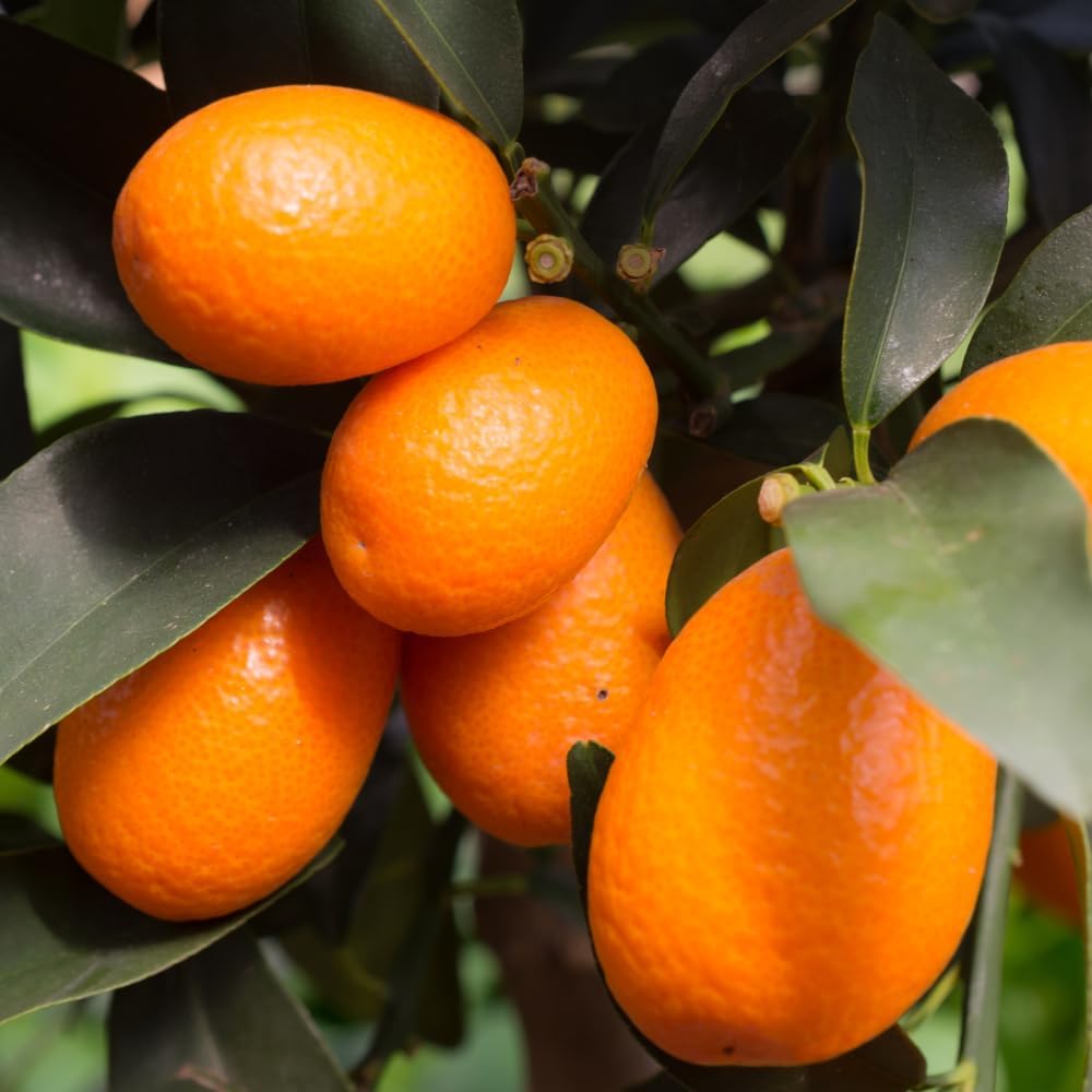 Sweet Kumquat Tree Live, Sweet Citrus Tree, 1-2 Ft Tall, 1 Gallon Pot
