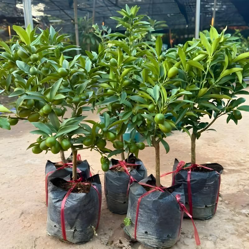 Meiwa Sweet Kumquat Tree Live Plant, 1 Gallon Pot, Fresh Round Sweet Fruit with Edible Peel, Fragrant Blooms | Ideal for Home Gardens and Patios (No Ship to CA, HI, AK)