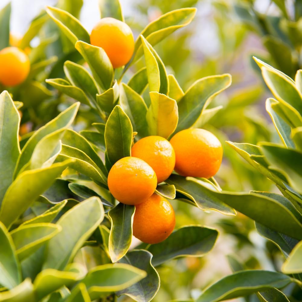 Sweet Kumquat Live Tree, Sweet Citrus Tree, 1-2 Ft Tall, 1 Gallon Pot
