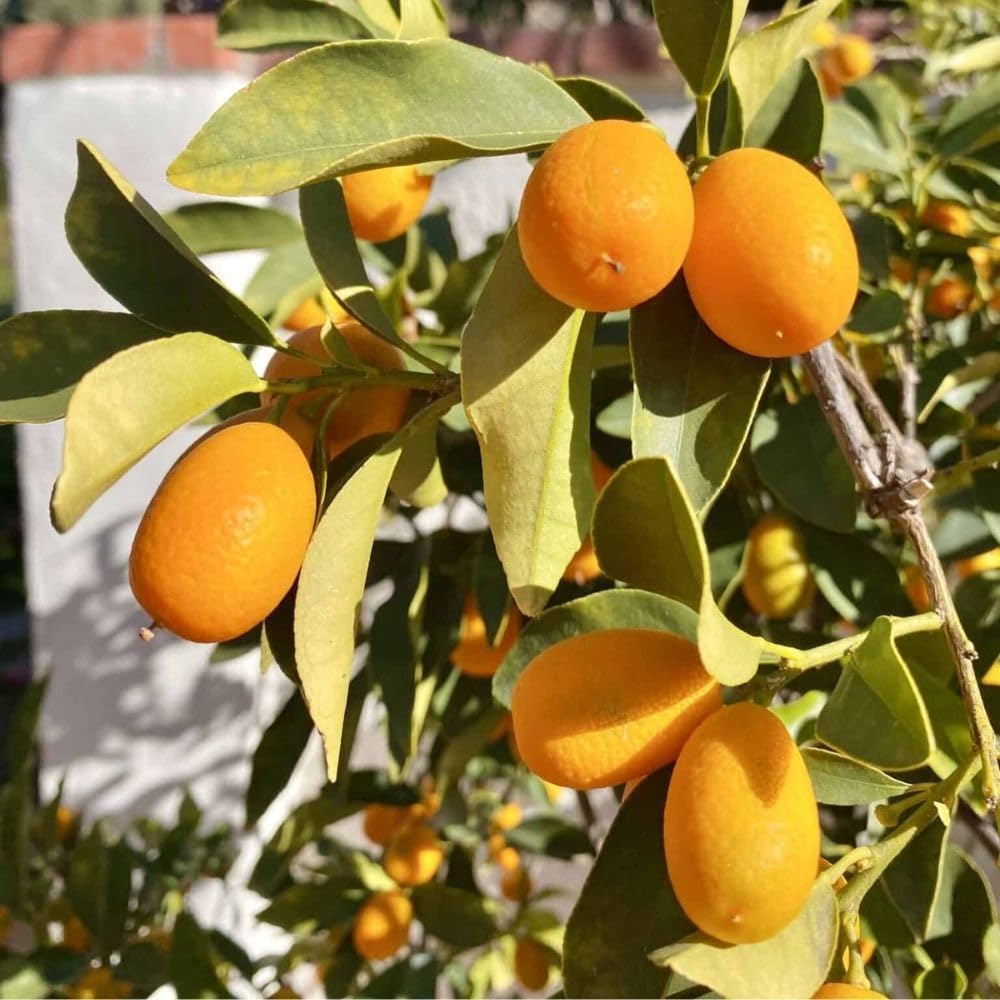 Live Meiwa Kumquat Tree 1 Gallon Pot