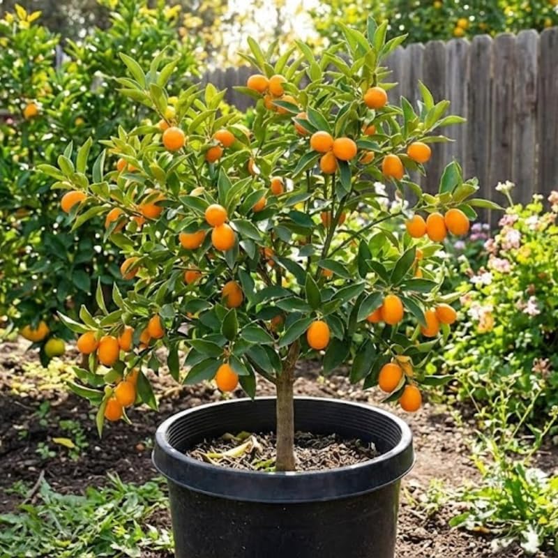 Meiwa Kumquat Tree Live Plants 1 Ft Tall Tall | Fresh Sweet Kumquats | Fragrant Citrus Blooms | Versatile Live Fruit Trees for Outdoor or Patio Planting (No Ship to CA, HI, AK)