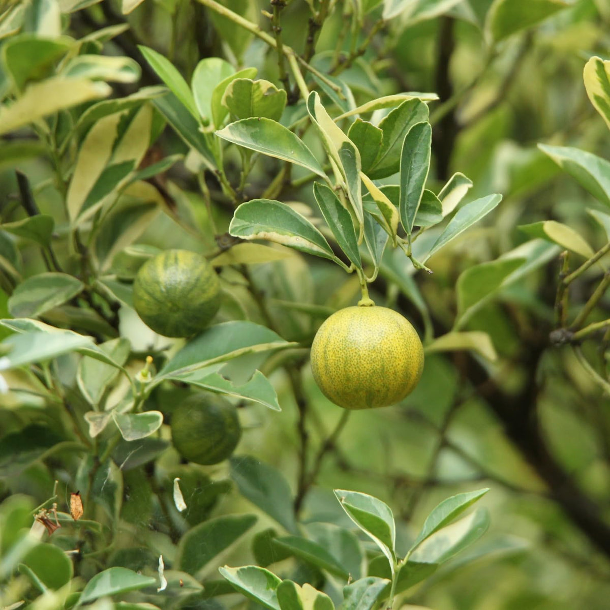 Variegated Kumquat Tree, Ready to Bear Fruits Citrus Plant, 2-3 Ft Tall