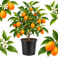 Meiwa Kumquat Tree Live Plants 1 Ft Tall Tall | Fresh Sweet Kumquats | Fragrant Citrus Blooms | Versatile Live Fruit Trees for Outdoor or Patio Planting (No Ship to CA, HI, AK)