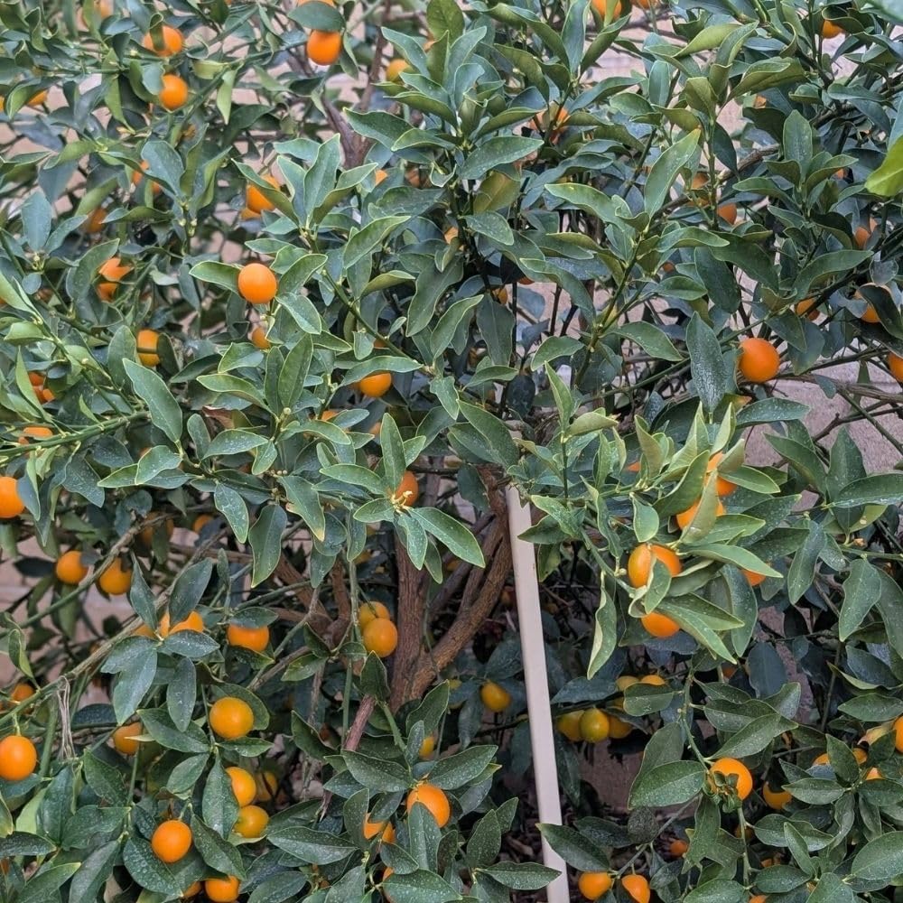 Kumquat Tree, 1-2 Feet Tall