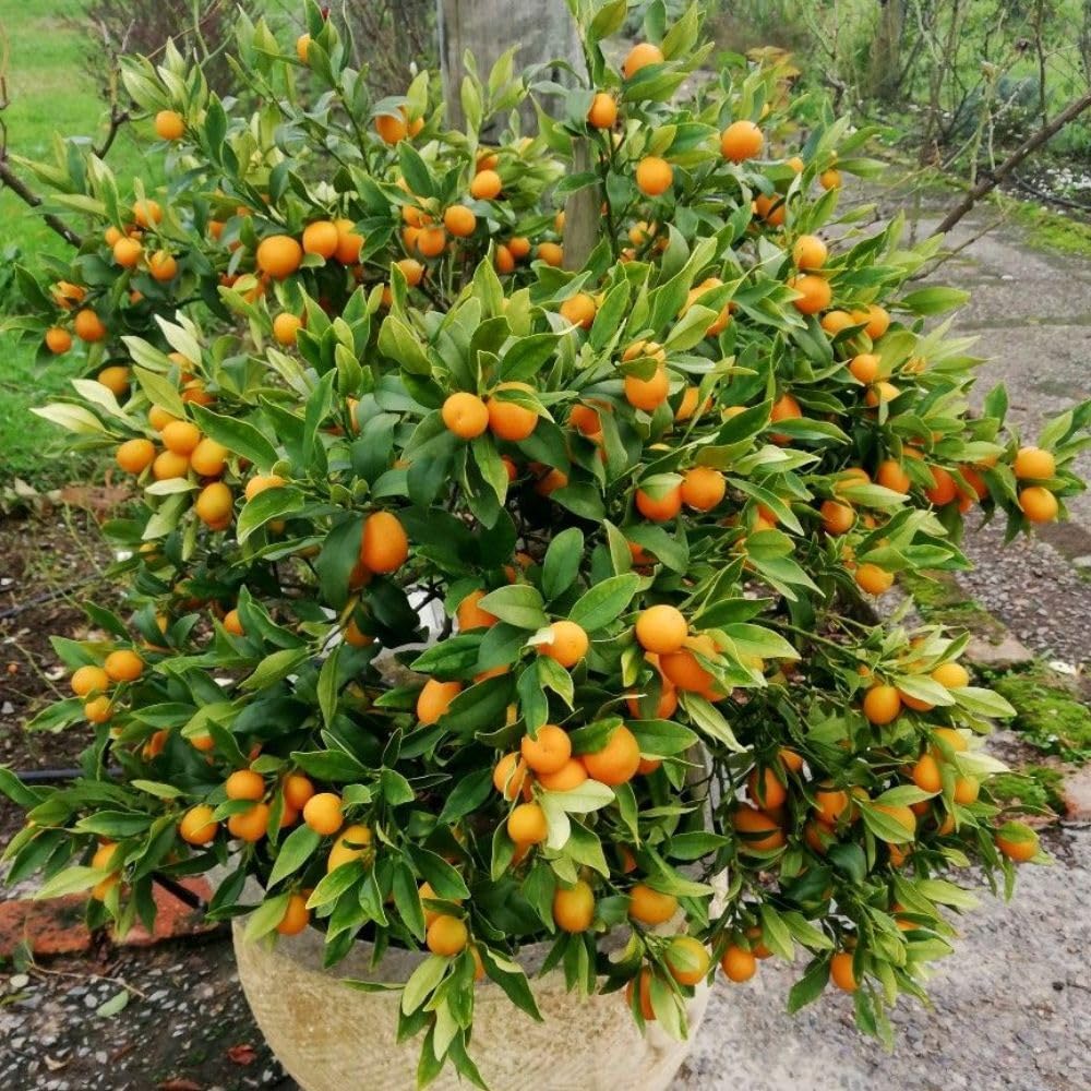 Live Meiwa Kumquat Tree 1 Gallon Pot