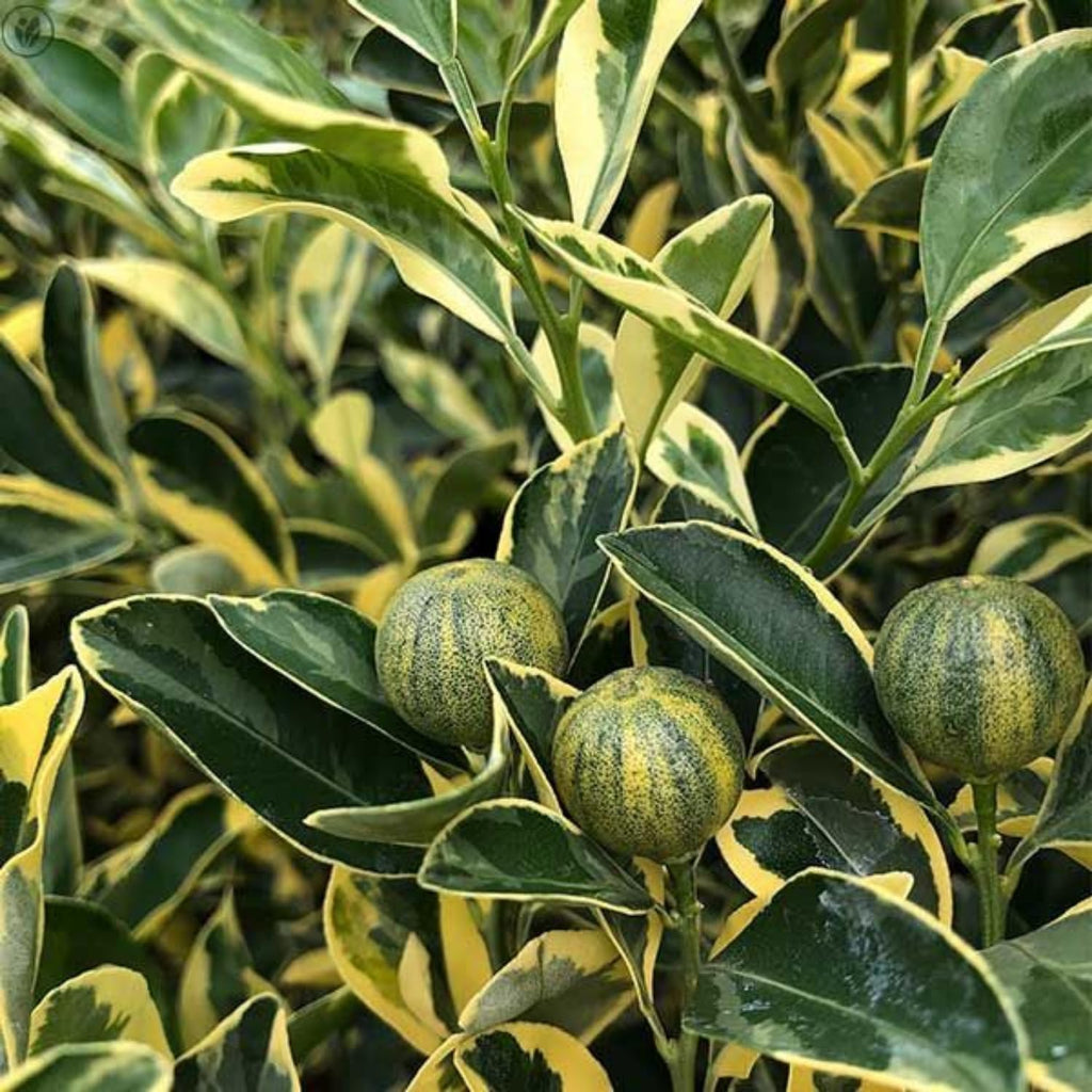Variegated Kumquat Tree, Ready to Bear Fruits Citrus Plant, 2-3 Ft Tall