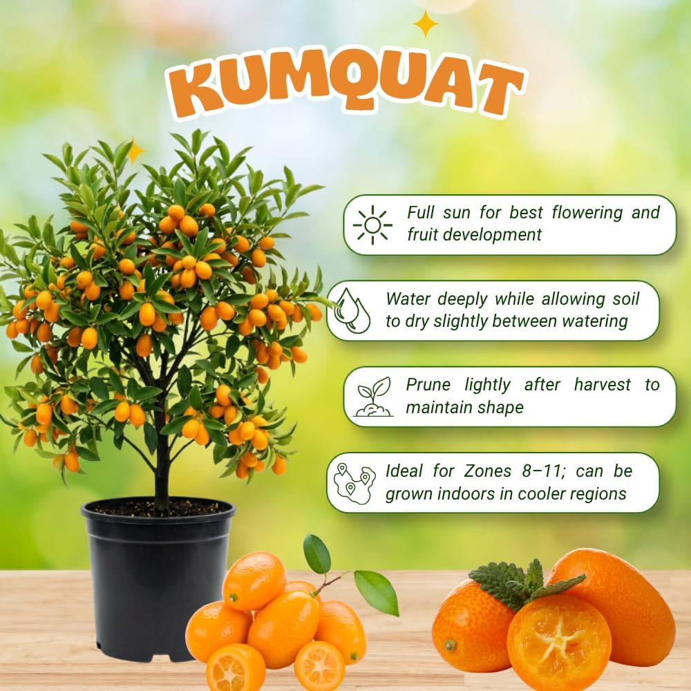 Meiwa Kumquat Tree Live, Ready to Grow, 1-2 Ft Tall, 1 Gallon Pot