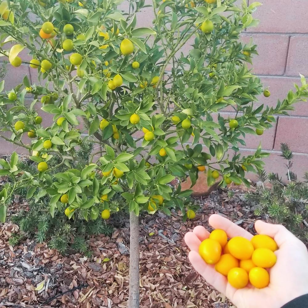 Sweet Kumquat Live Tree, Sweet Citrus Tree, 1-2 Ft Tall, 1 Gallon Pot