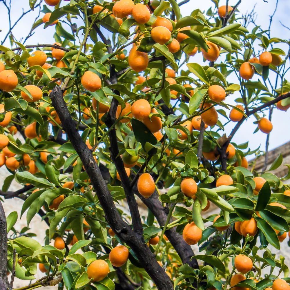 Sweet Kumquat Live Tree, Sweet Citrus Tree, 1-2 Ft Tall, 1 Gallon Pot
