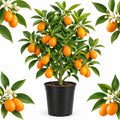 Meiwa Sweet Kumquat Tree Live Plant, 1 Gallon Pot, Fresh Round Sweet Fruit with Edible Peel, Fragrant Blooms | Ideal for Home Gardens and Patios (No Ship to CA, HI, AK)