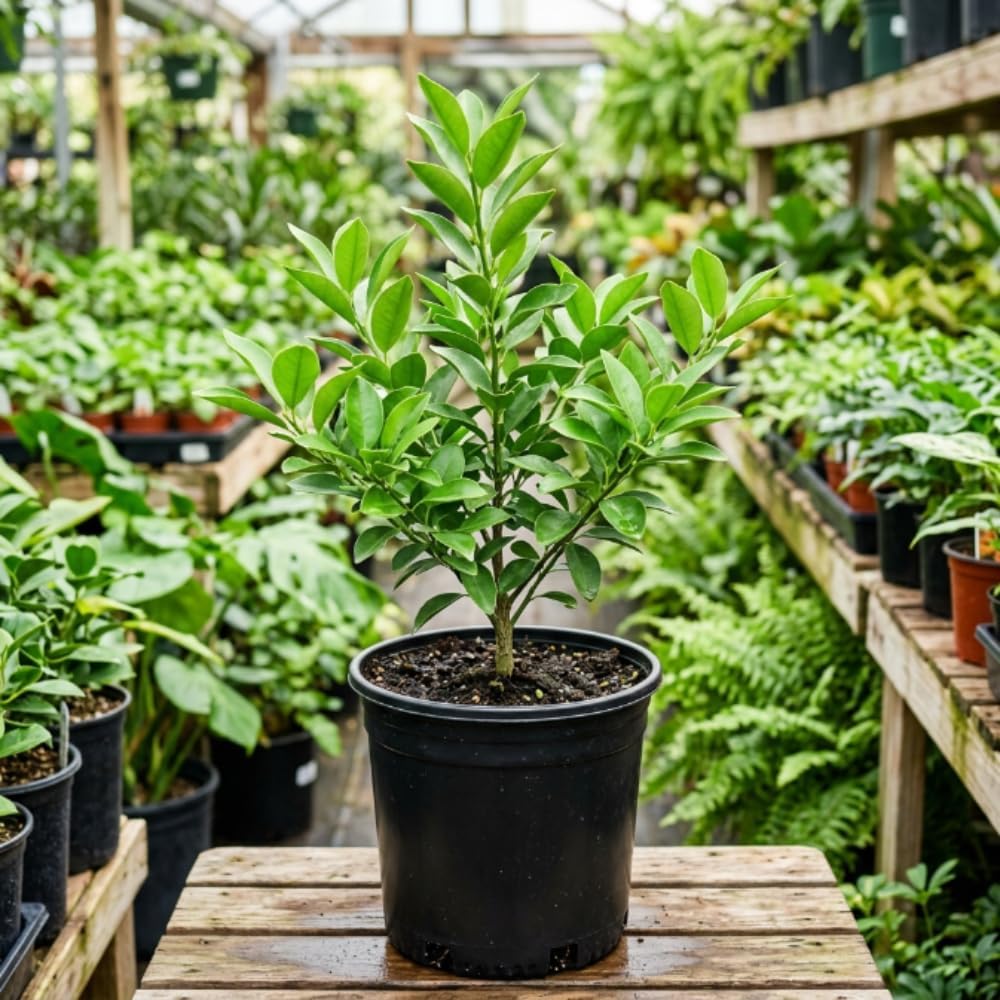 Meiwa Kumquat Tree Live, Ready to Grow, 1-2 Ft Tall, 1 Gallon Pot