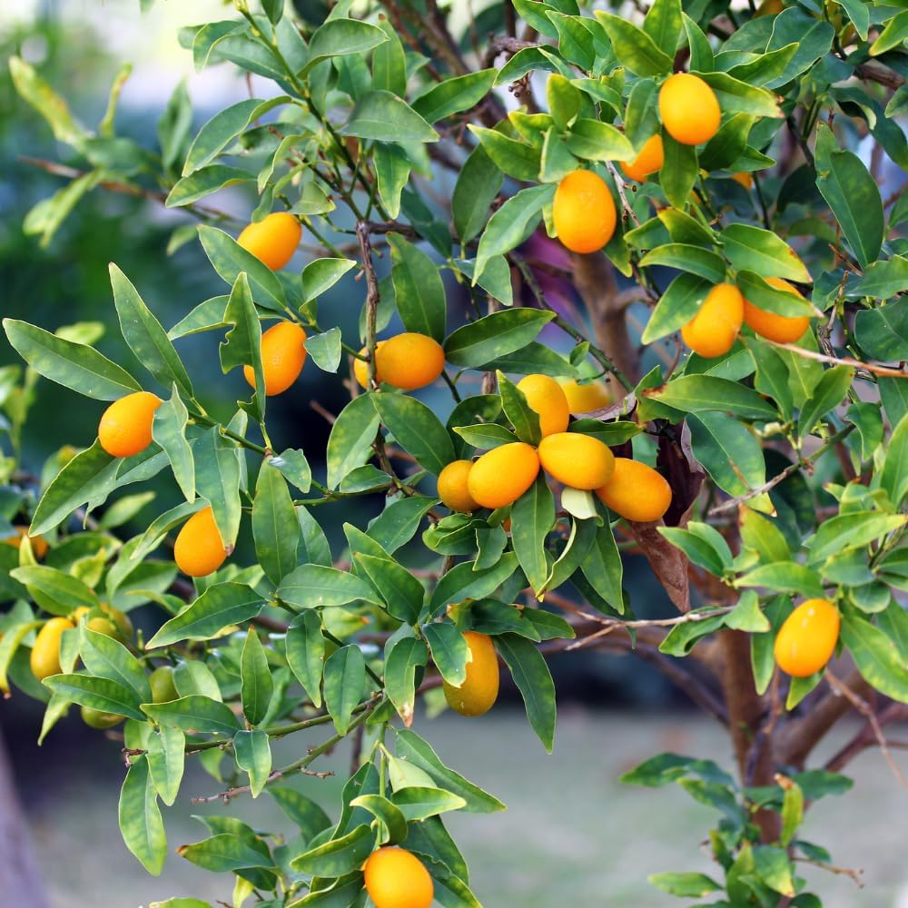 Meiwa Kumquat Tree, Kumquat Fruit Tree, 1-2 Ft Tall, 1 Gallon Pot