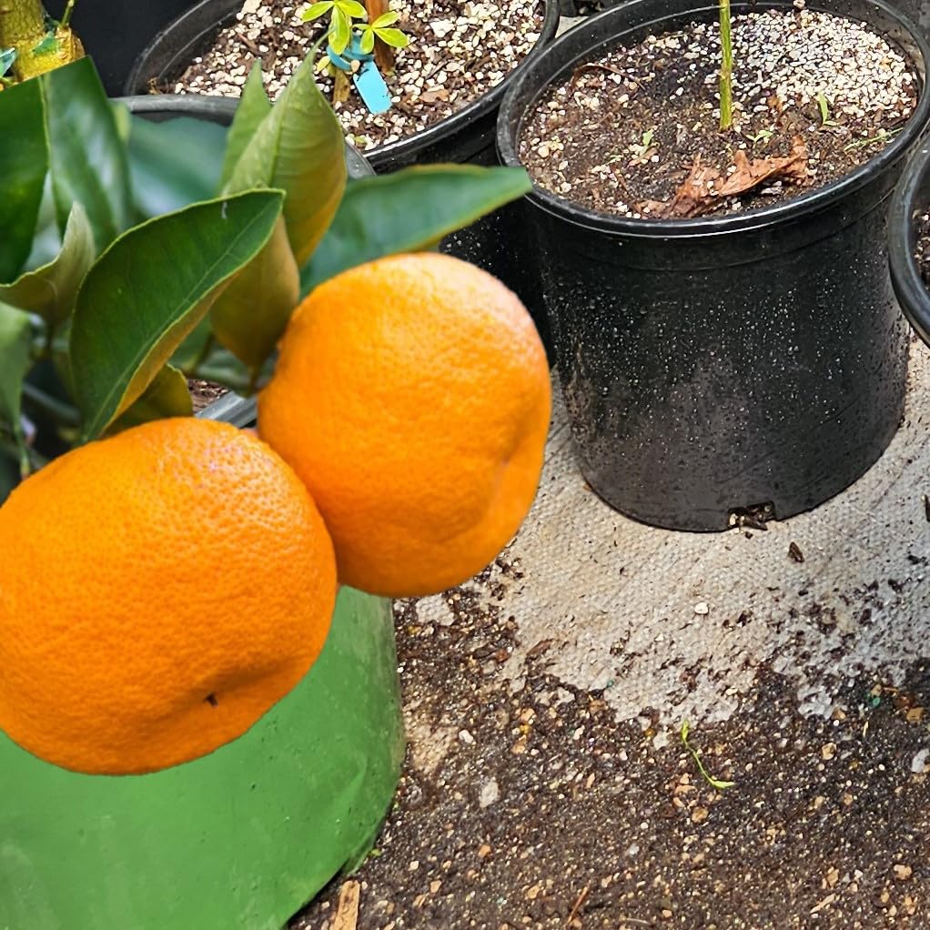 Grafted Kumquat Fruit Tree, Live Plant in Pot, (Grafted Nagami Sour -Semi Dwarf, 5 Gallon 2-3Feet Tall)
