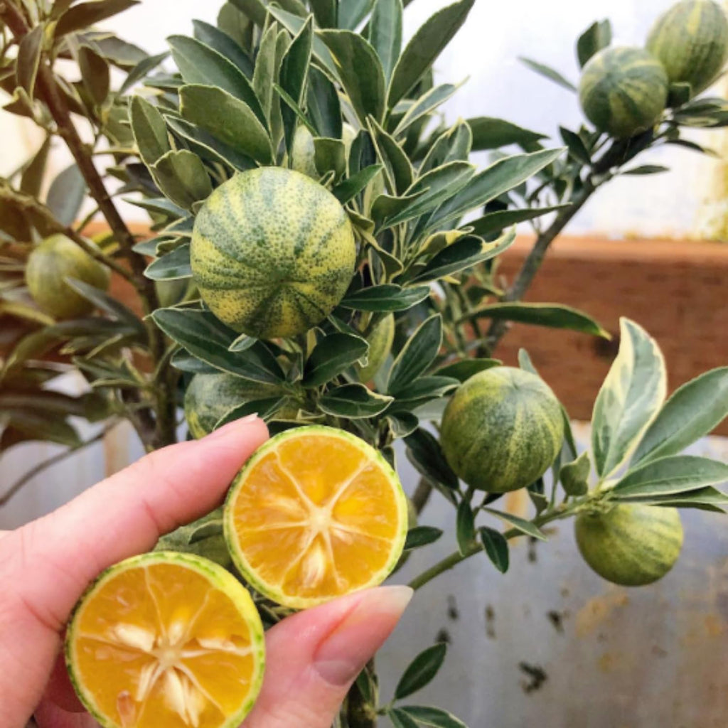 Variegated Kumquat Tree, Ready to Bear Fruits Citrus Plant, 2-3 Ft Tall