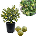 Variegated Kumquat Tree, Ready to Bear Fruits Citrus Plant, 2-3 Ft Tall