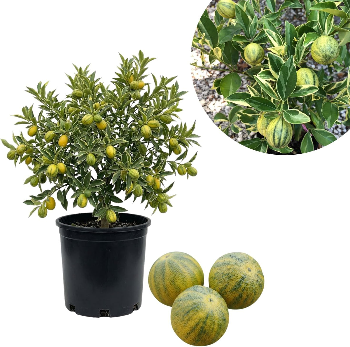 Variegated Kumquat Tree, Ready to Bear Fruits Citrus Plant, 2-3 Ft Tall
