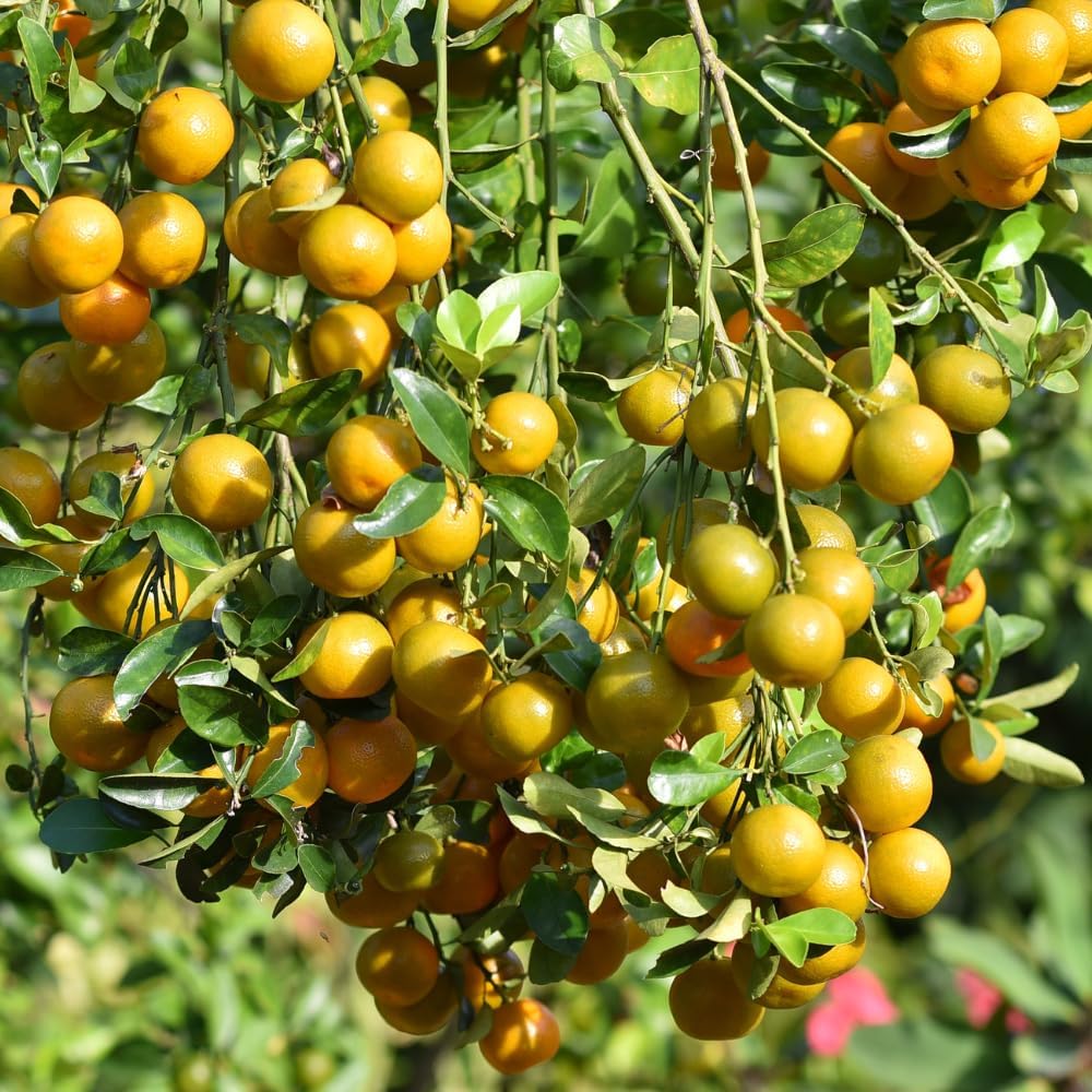 Sweet Kumquat Live Tree, Sweet Citrus Tree, 1-2 Ft Tall, 1 Gallon Pot