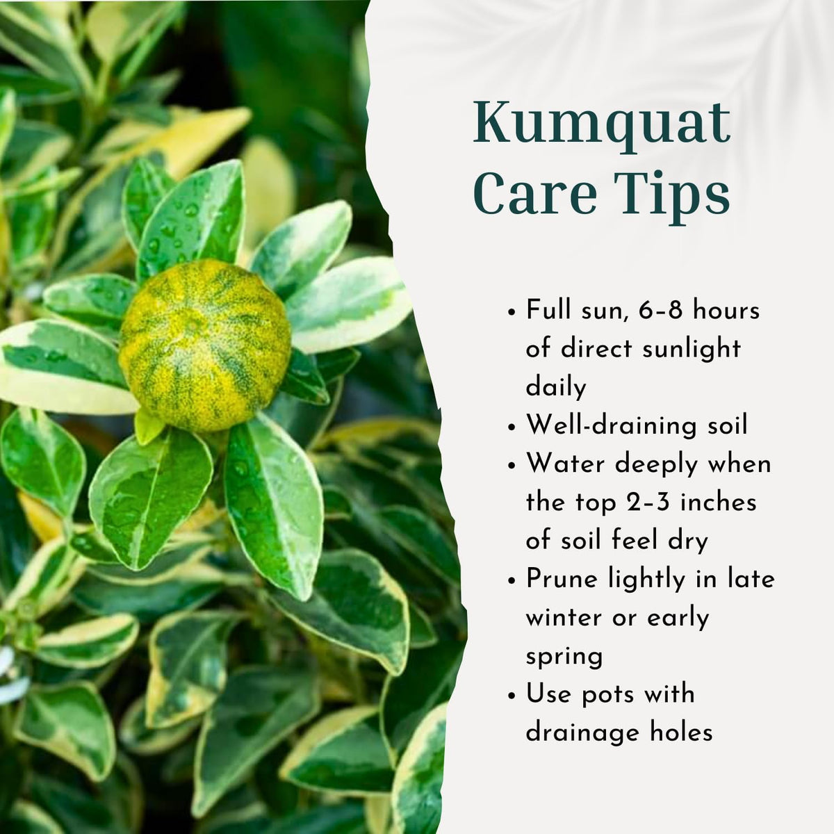 Variegated Kumquat Tree, Ready to Bear Fruits Citrus Plant, 2-3 Ft Tall