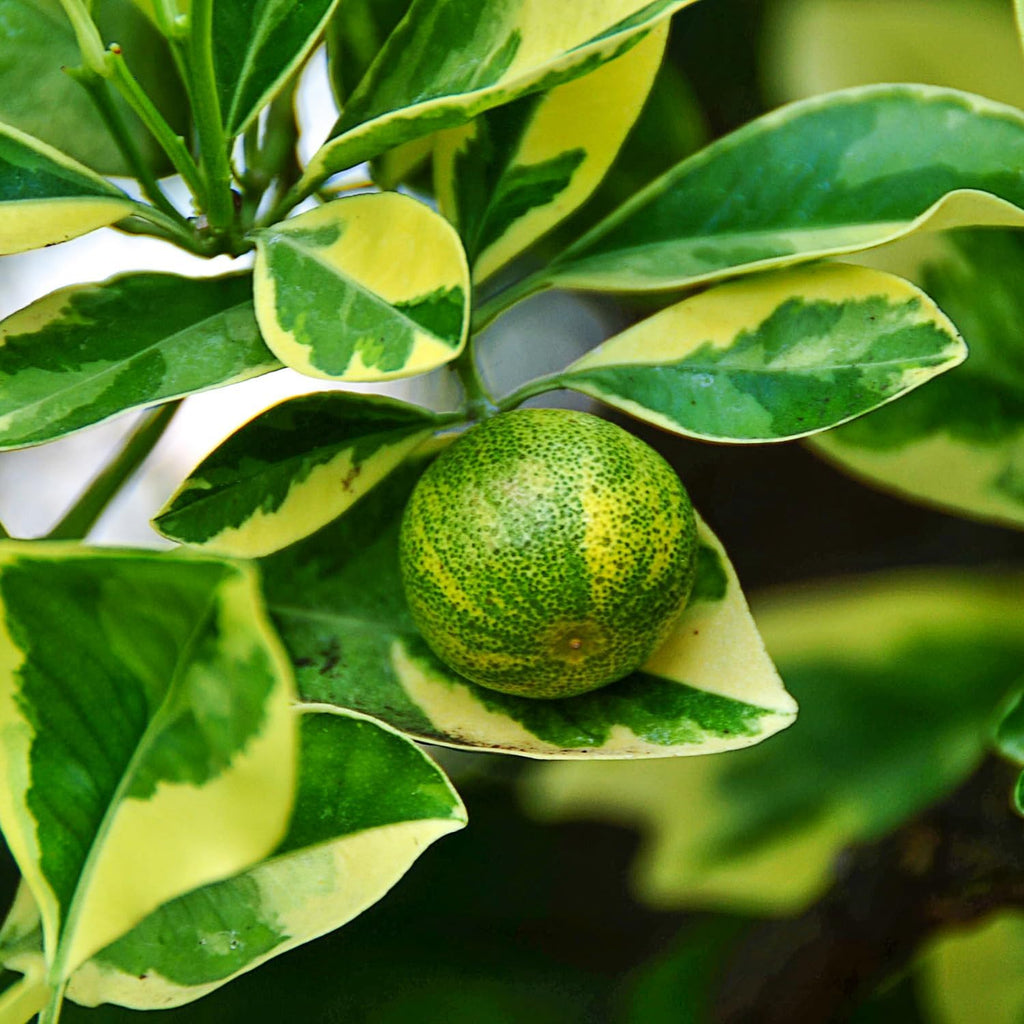 Variegated Kumquat Tree, Ready to Bear Fruits Citrus Plant, 2-3 Ft Tall
