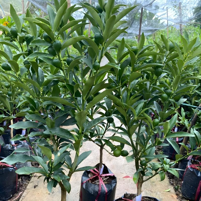 Live Meiwa Kumquat Tree 1 Gallon Pot | Productive Sweet Citrus Fruit Tree | Fresh Kumquats for Planting | Ideal for Backyard & Patio Containers (No Ship to CA, HI, AK)