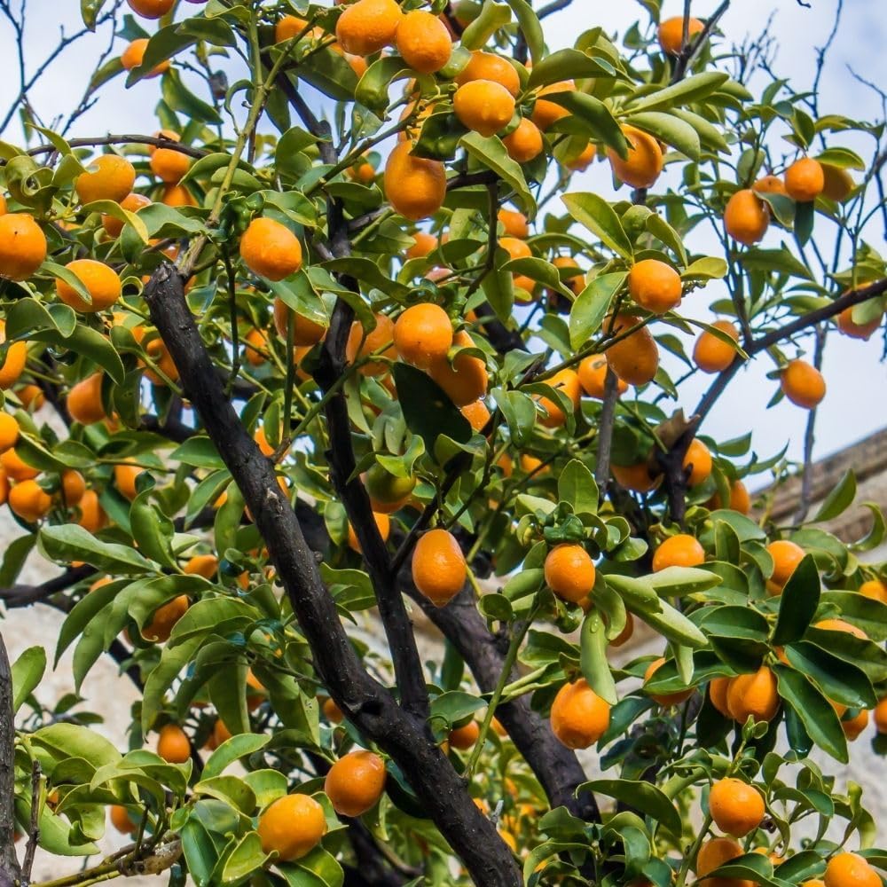 Kumquat Tree, 1-2 Feet Tall
