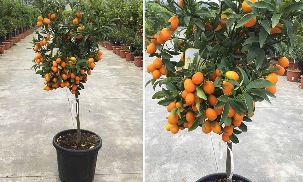 Grafted Kumquat Fruit Tree, Live Plant in Pot, (Grafted Nagami Sour -Semi Dwarf, 5 Gallon 2-3Feet Tall)