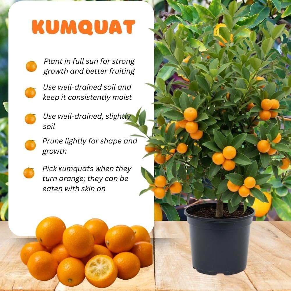 Kumquat Tree, 1-2 Feet Tall