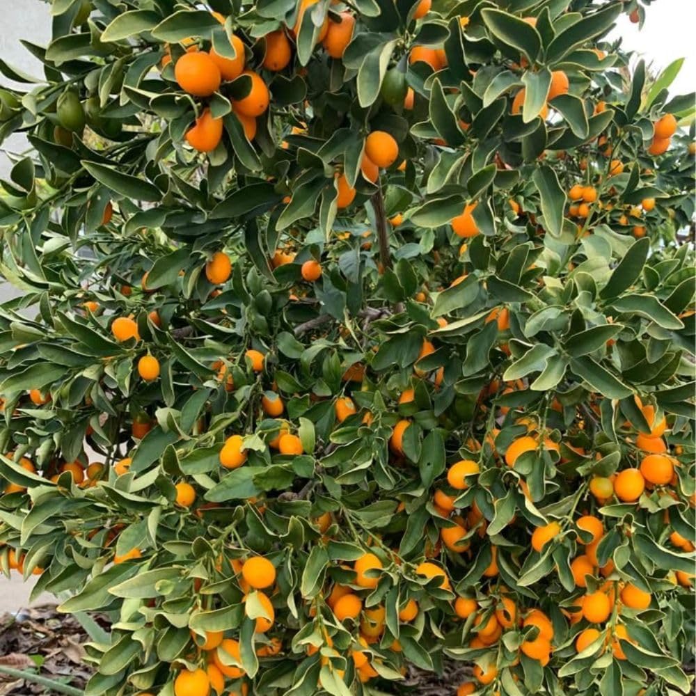 Live Meiwa Kumquat Tree 1 Gallon Pot