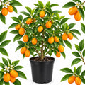 Live Meiwa Kumquat Tree 1 Gallon Pot | Productive Sweet Citrus Fruit Tree | Fresh Kumquats for Planting | Ideal for Backyard & Patio Containers (No Ship to CA, HI, AK)