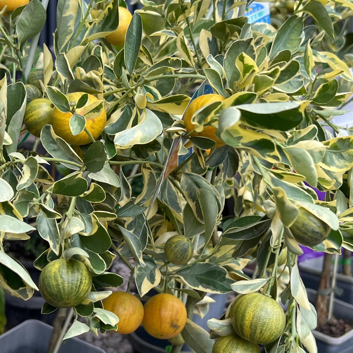 Variegated Kumquat Tree, Ready to Bear Fruits Citrus Plant, 2-3 Ft Tall