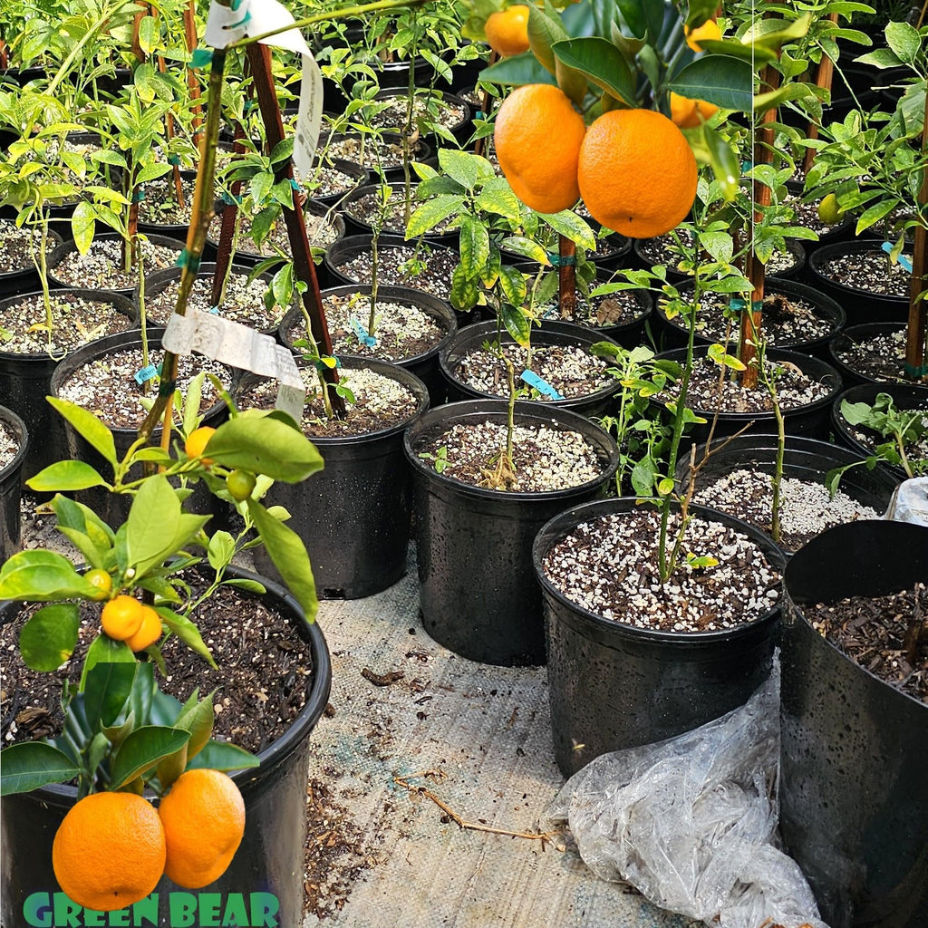 Grafted Kumquat Fruit Tree, Live Plant in Pot, (Grafted Nagami Sour -Semi Dwarf, 5 Gallon 2-3Feet Tall)
