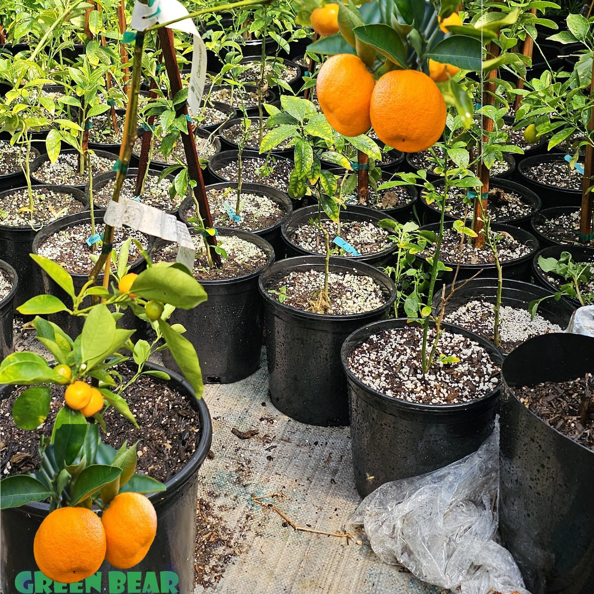 Grafted Kumquat Fruit Tree, Live Plant in Pot, (Grafted Nagami Sour -Semi Dwarf, 5 Gallon 2-3Feet Tall)